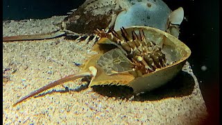 アメリカカブトガニ　Atlantic horseshoe crab　Limulus polyphemus