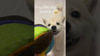 これって遊んでることになってる？ #dog #柴犬 #ハク #小型犬 #癒し #可愛い