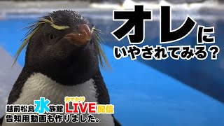 おでかけライブ配信／「越前松島水族館」告知用ロケの映像で癒し系VTR（12分31秒）