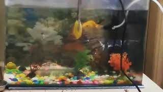 Goldfish eating Mango