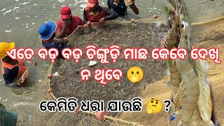 ଏତେ ବଡ଼ ବଡ଼ ଚିଙ୍ଗୁଡ଼ି ମାଛ କେବେ ଦେଖି ନ ଥିବେ 🫢#ajayvlog7 #farming #fish #balasore