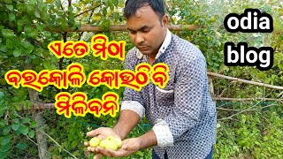 ଏତେ ମିଠା ବରକୋଳି କୋଉଠି ବି ମିଳିବନି // Thilanad barokoli @shivtelecast5938