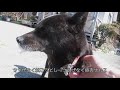 甲斐犬ハナの来庭　泡吹きハナの記録