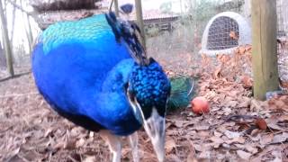 Asheville Movers: Pets Petey the Peacock