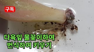 다육이잎 물꽂이 하여 번식하여 키우기 succulent, succulents plants