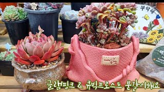 다부댁네 1호 글램핑크 \u0026 묵둥이 대품군생 큐빅프로스트 분갈이해요! 요즘 큰화분에 사는 다육이들 맞는 화분으로 분갈이해서 자리공간 만들어요~