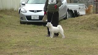 北海道犬保存会　北奥羽支部展覧会　仔犬一部牡組　特良１席　大金剛　獣猟競技　１位　力狼