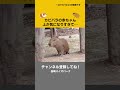 カピバラの赤ちゃんに起きたハプニング！