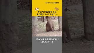 カピバラの赤ちゃんに起きたハプニング！