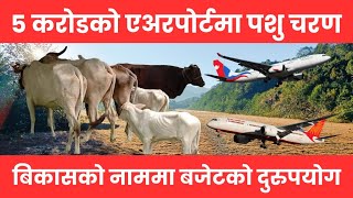 5 करोडको एअरपोर्टमा पशु चरण ओखलढुंगाको खिजीदेम्बामा || Khijeedemba || Chandeswary || Okhaldhunga ||