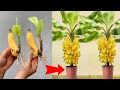 SUMMARY OF METHODS for growing bananas is super simple and easy to do