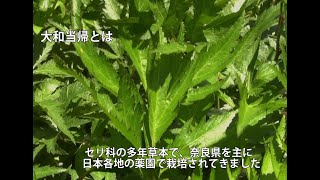 大和当帰マニュアル映像