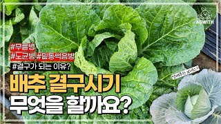 배추 결구시기! 무엇을 해야할까요? / 배추 결구의 원리 / 배추 무름병, 노균병, 밑동썩음병 / 양배추는 이렇게 키웠어요