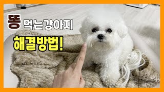 식분증 원인과 해결방법 5가지