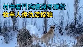 狼群殘忍獵殺看門狗，牧羊人復仇活捉一匹狼，狼襲擊牧羊人失敗逃跑，坎高犬在山谷追擊狼的蹤跡