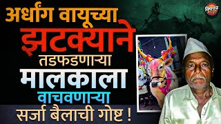 या Sarjya बैलाने अर्धांग वायूचा झटका आलेल्या मालकाला एकट्याने कसं वाचवलं ? | Bailgada Sharyat Story