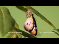 plain tiger butterfly metamorphosis