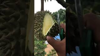 เนื้อแบบนี้พอที่จะส่งไปจีนได้ไหม Durian