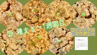 2022年10月19日　コノフィツム　②マウガニーの種まきから1週間経過　10コの発芽🌱　27コ蒔いたのでまだまだでーす