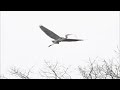 great blue herons nest building