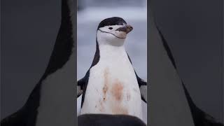 Visit our channel, and see how we can protect South Georgia and the South Sandwich Islands! #shorts