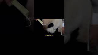 母亲怎么可能忘了自己的孩子呢？爱宝真的很爱福宝#大熊猫福宝 #大熊猫爱宝 #来这吸熊猫#shorts