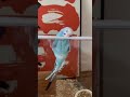 セキセイインコ雛 インコのいる暮らし ケージから出る