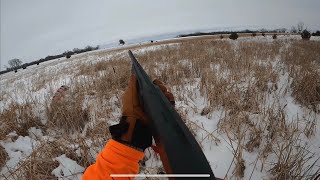 South Dakota Pheasant Hunting - January 2023 - Birds EVERYWHERE (Part 3) Featuring Larry & Marty