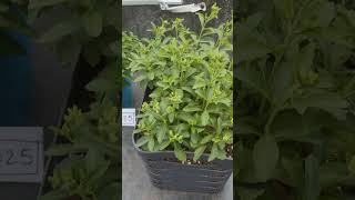 Flowering in Stevia Plants [Jan 13th 2025 Status] #steviaplant #steviaplants #swadeshifarmsherbals