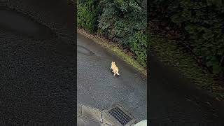 防犯カメラに映る猫の生活220 #Shorts  #cats #straycat #securitycamera