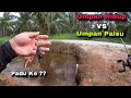 Casting Haruan Sawit Guna Katak Hidup | Umpan Palsu VS Umpan Hidup