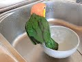 【シロハラインコ ふうすけ】水浴びバシャバシャ