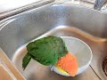 【シロハラインコ ふうすけ】水浴びバシャバシャ