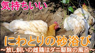 ニワトリの砂浴び～庭で放し飼いの名古屋コーチン雌鶏はダニ駆除の衛生習慣～