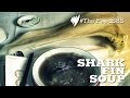 Shark finning for shark fin soup I The Feed