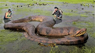 10 Biggest Snakes Ever Captured !