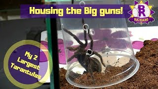 Rehousing my two BIGGEST TARANTULAS!