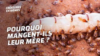 Le baiser de la mort des termites