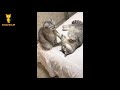 おかしい猫 かわいい猫 おもしろ猫動画 hd 258