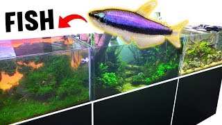 Crazy Fish JUMP Tanks? *NEW* Guppy BABY Fish AQUARIUM!