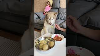 Mashed Potatoes 🥔are Delicious with Chili🌶️！🐶#shorts #alaskanmalamute #dog