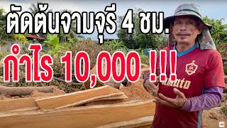 ตัดต้นจามจุรี 4 ชม. กำไร 10,000+ !!!  (คลิปย่อ)