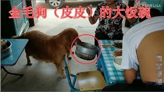 金毛狗狗吃飯從用小盆到大盆，現在又升級了，網友為農村媽媽發愁【農村小慧】