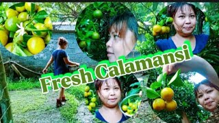 HARVESTING CALAMANSI IN THE YARD