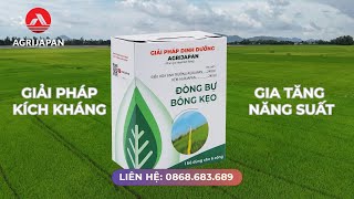 AgriJapan | GIẢI PHÁP KÍCH ĐÒNG BỰ BÔNG KẸO - CHỒI CON CHỒI MẸ ĐỒNG ĐỀU