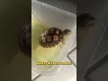 Panik! Baby sulcata kena diare #sulcata  #diare #shortvideo