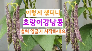 호랑이강낭콩 일찍 수확하려면 이렇게 하세요.^^