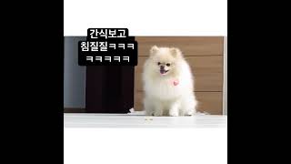 간식앞에다 두고 개 인내심 테스트 ㅋㅋㅋㅋㅋㅋㅋㅋㅋㅋㅋ #강아지훈련 #기다려훈련 #아주잘해 #침질질 #shots #cuty #귀여운포메라니안