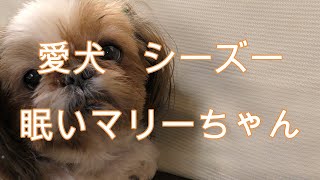 愛犬　シーズー　眠いマリーちゃん！My dog, Shih Tzu, sleepy Marie!