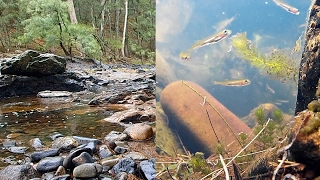 Underwater in the Deua River: freshwater fish